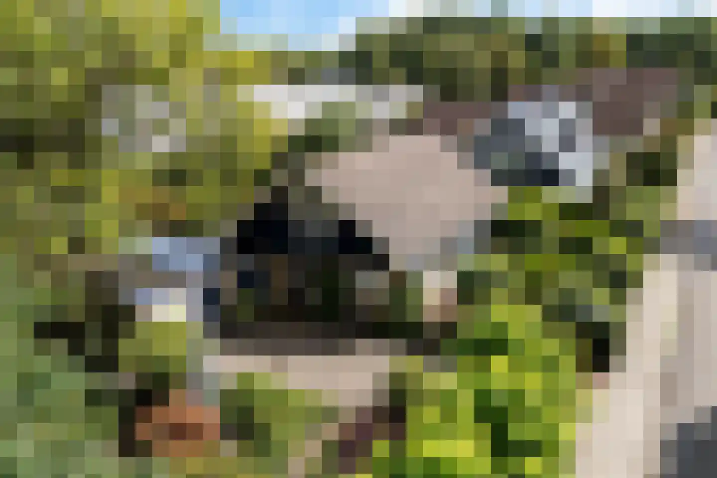 Koevorde 1 Heerenveen thumbnail 4