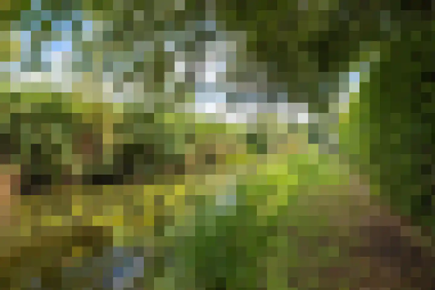 Koevorde 1 Heerenveen thumbnail 5