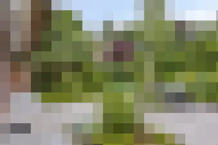 Koeweg 21 129 Epe thumbnail 26