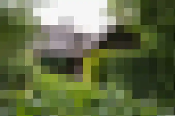 Koeweg 6 't Harde thumbnail 20