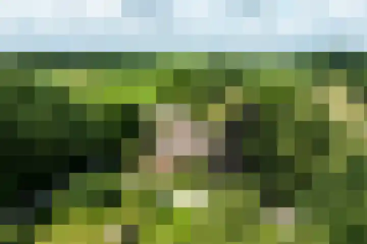Koeweg 6 't Harde thumbnail 4
