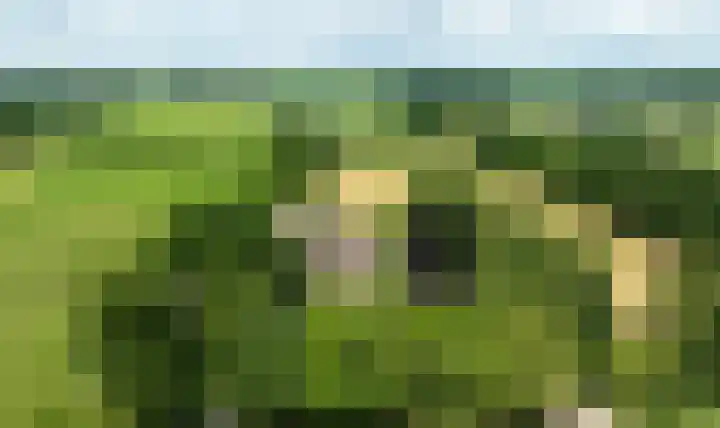 Koeweg 6 't Harde thumbnail 5