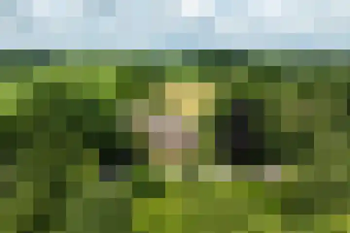 Koeweg 6 't Harde thumbnail 74