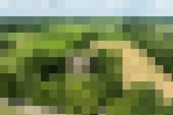 Koeweg 6 't Harde thumbnail 75