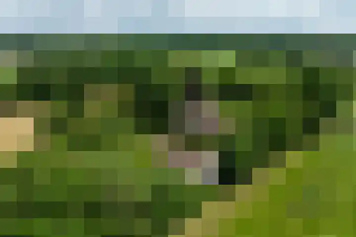 Koeweg 6 't Harde thumbnail 77