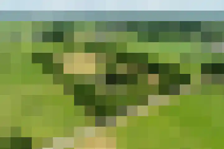 Koeweg 6 't Harde thumbnail 78