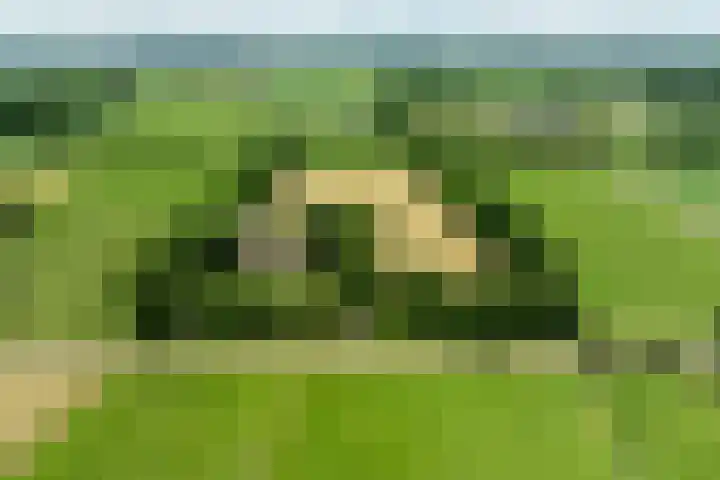 Koeweg 6 't Harde thumbnail 79