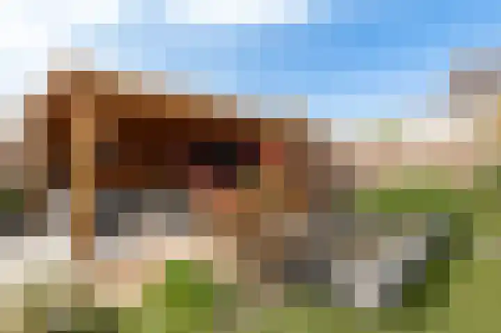 Koeweide 18 Meteren thumbnail 36