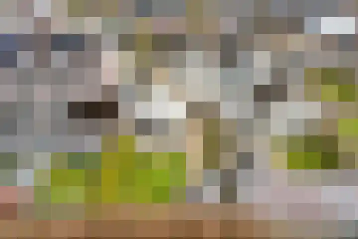 Koezenkamp 3 Dalfsen thumbnail 41