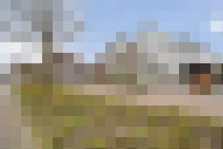 Koezenkamp 3 Dalfsen thumbnail 47