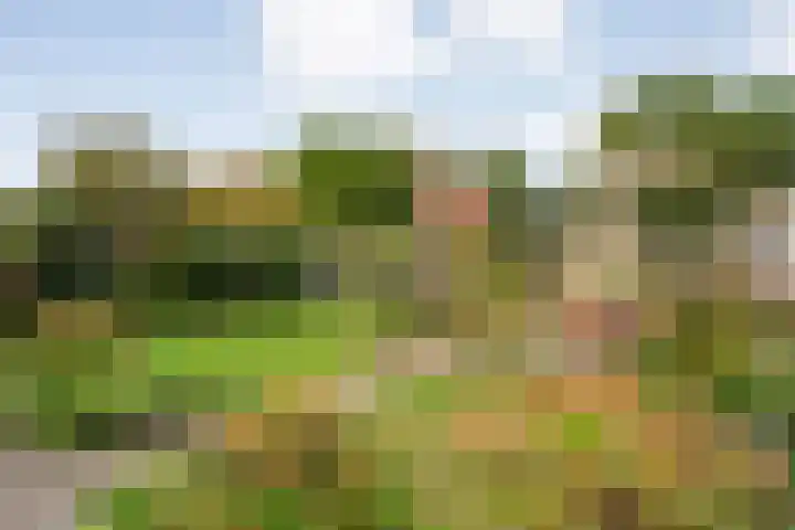 Koezenkamp 38 Dalfsen thumbnail 4