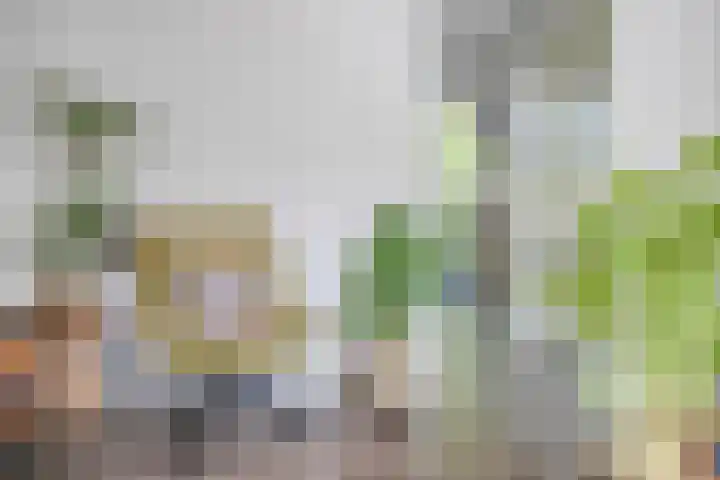 Koffiebos 11 Halsteren thumbnail 13