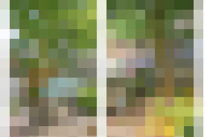 Koffiebos 11 Halsteren thumbnail 32