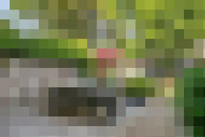 Koffiebos 11 Halsteren thumbnail 34