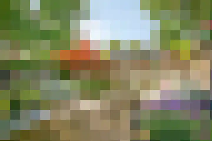 Koffiebos 11 Halsteren thumbnail 36