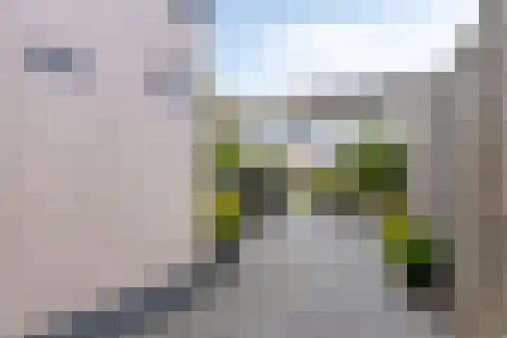 Koffiebos 3 Halsteren thumbnail 44