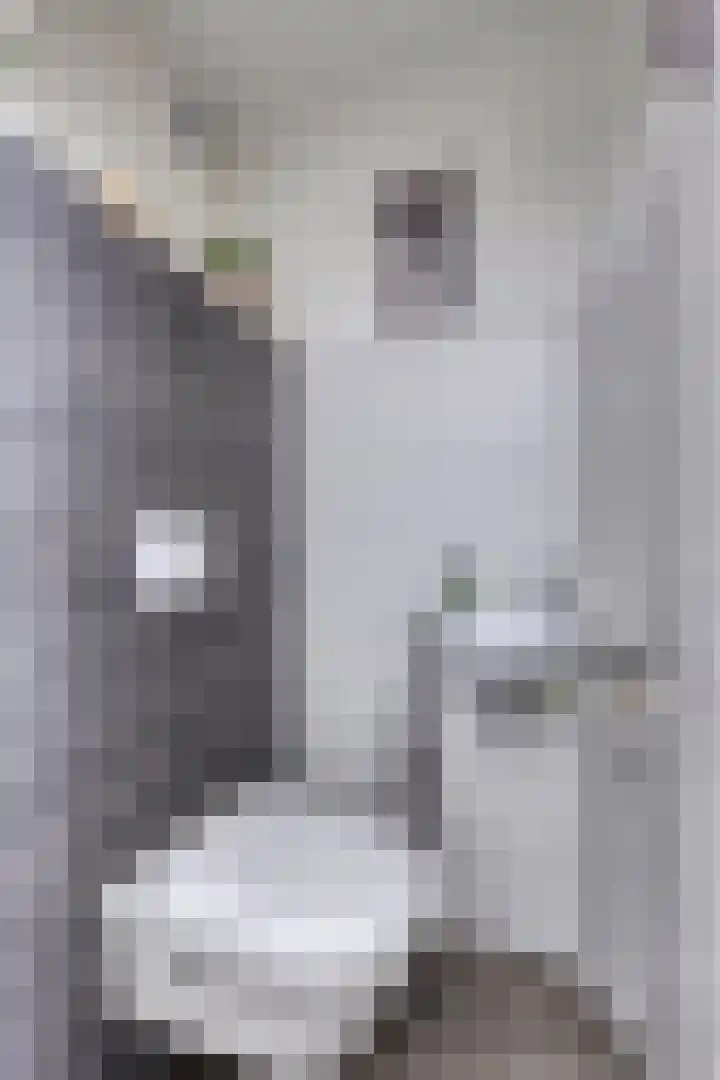 Koffiebos 3 Halsteren thumbnail 7
