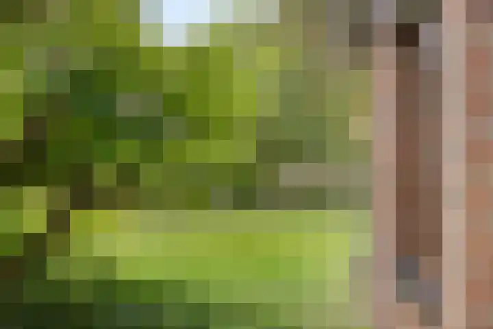 Koffiestraat 6 Eefde thumbnail 35