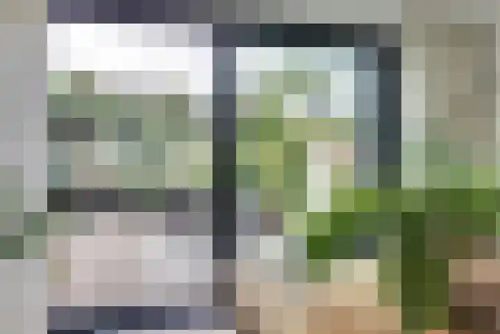 Kogeldistel 20 Venray thumbnail 15