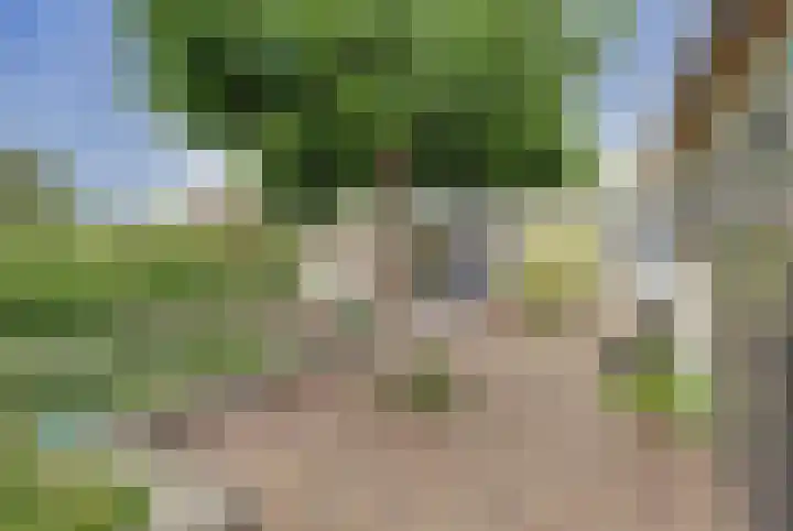 Kogeldistel 20 Venray thumbnail 19