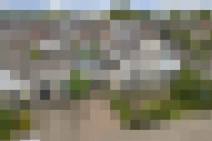 Kogeldistel 20 Venray thumbnail 21