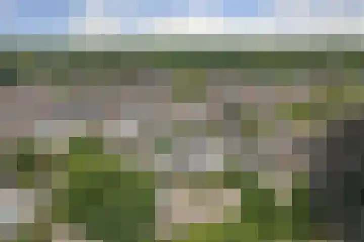 Kogeldistel 20 Venray thumbnail 22