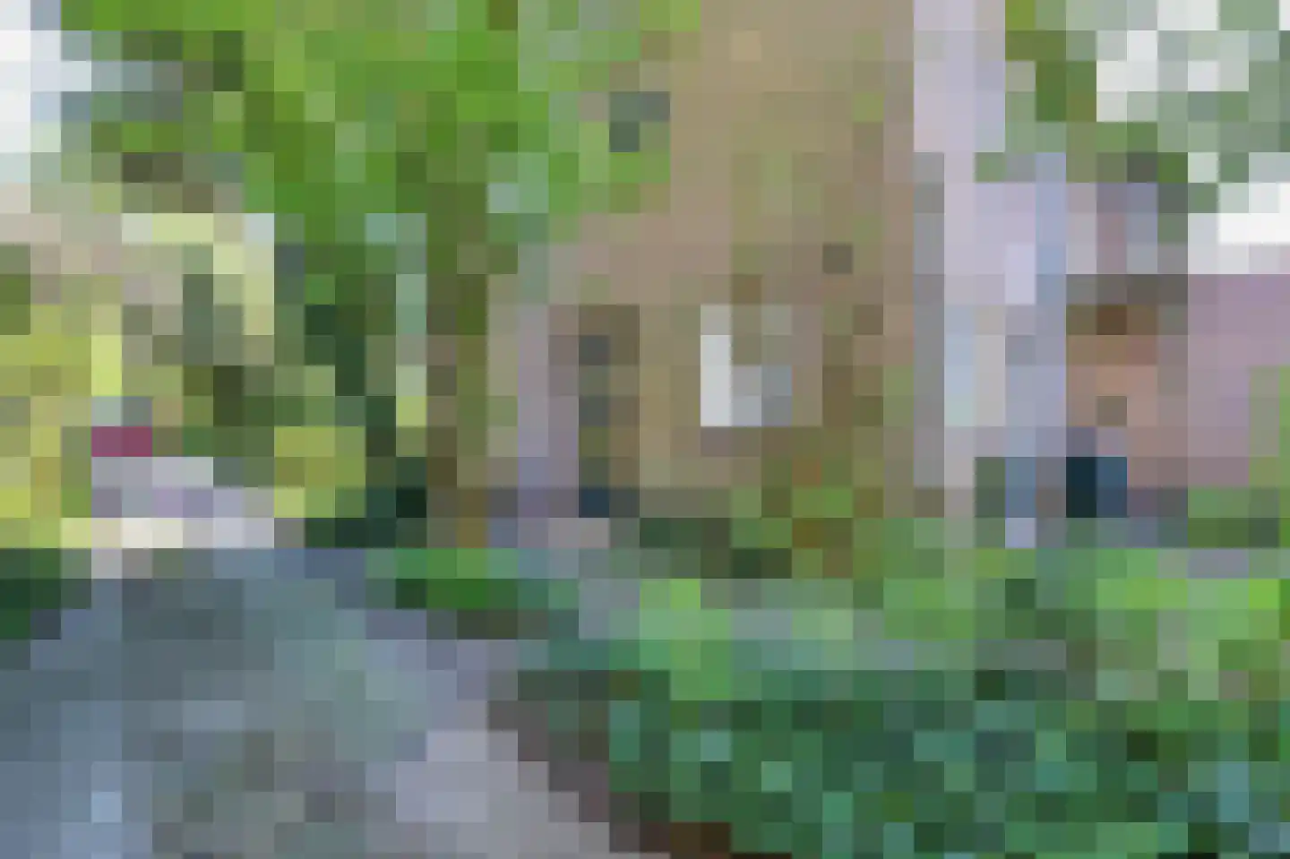 Kogendijk 19 Bergen (NH) thumbnail 7