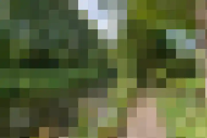 Kogge 12 Veenendaal thumbnail 4