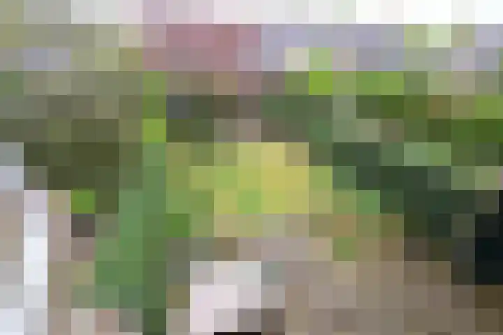 Kogge 26 Blaricum thumbnail 16