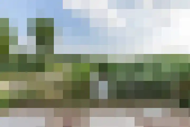 Kogge 5 Bergen op Zoom thumbnail 71