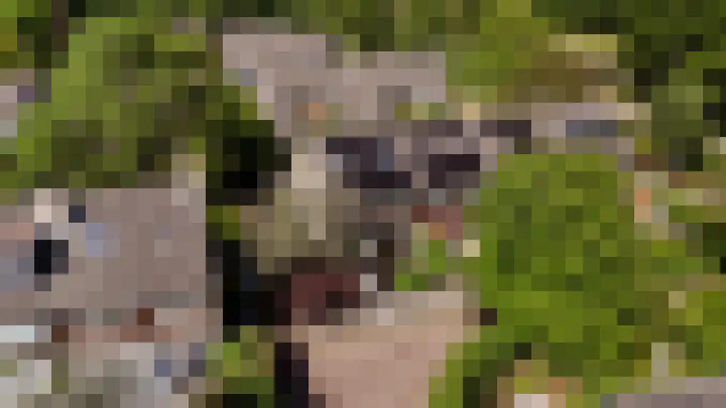 Kogge 7 Blaricum thumbnail 43