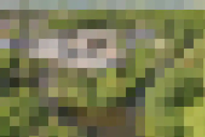 Koggewaard 157 Alkmaar thumbnail 28