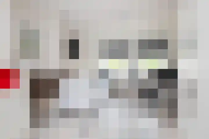 Koggewaard 44 Alkmaar thumbnail 39