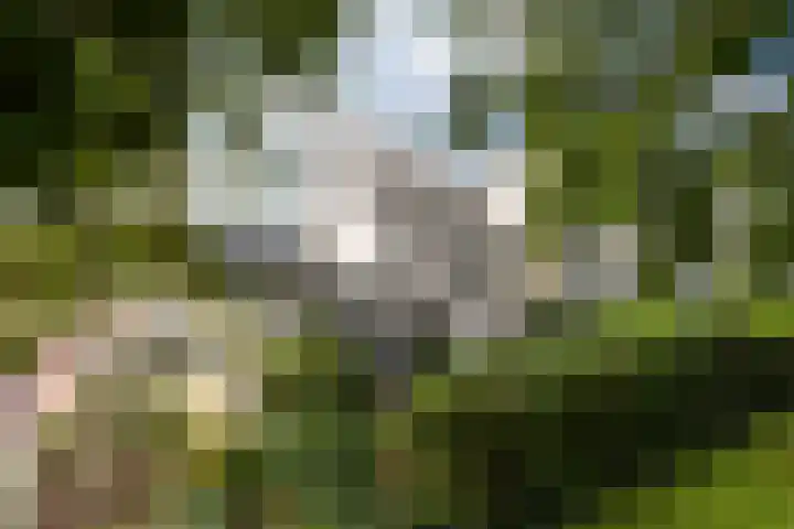 Koggewagen 2 Blaricum thumbnail 20