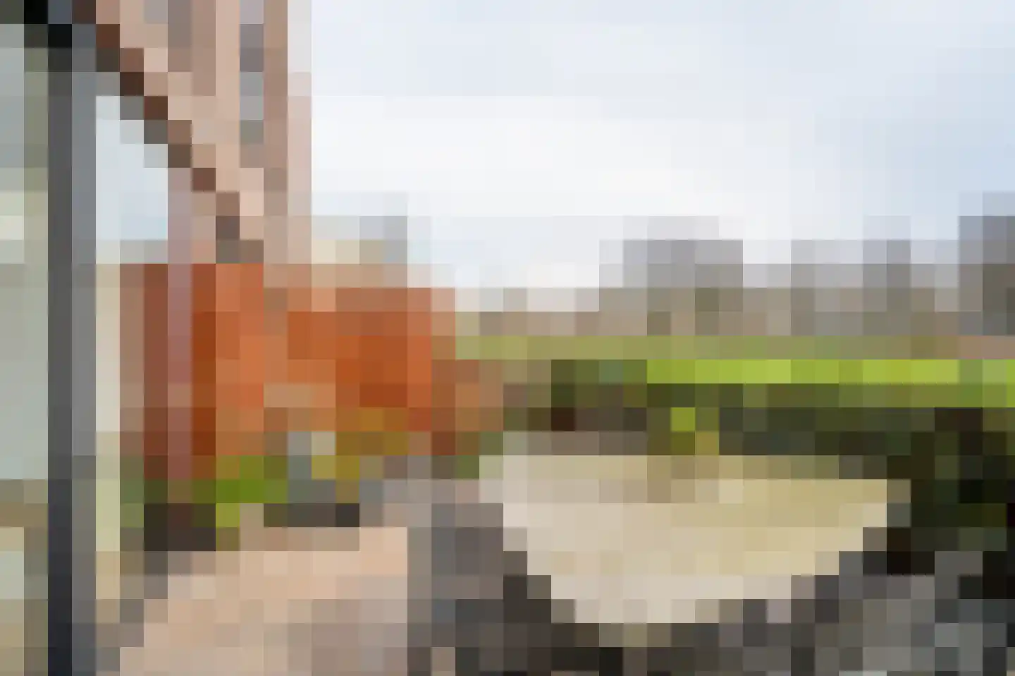 Kokardebloem 25 Papendrecht thumbnail 10