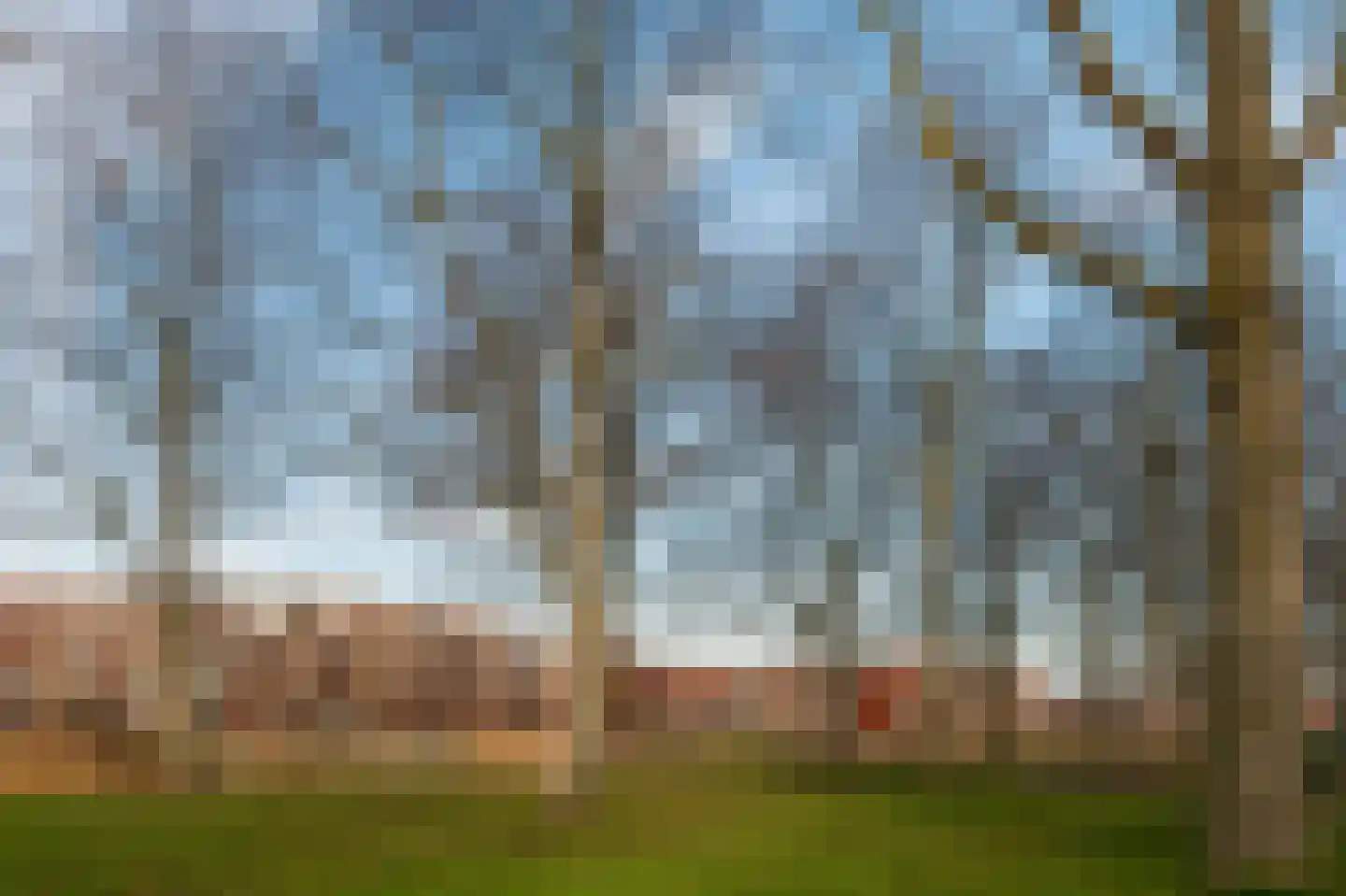 Kokardebloem 25 Papendrecht thumbnail 41