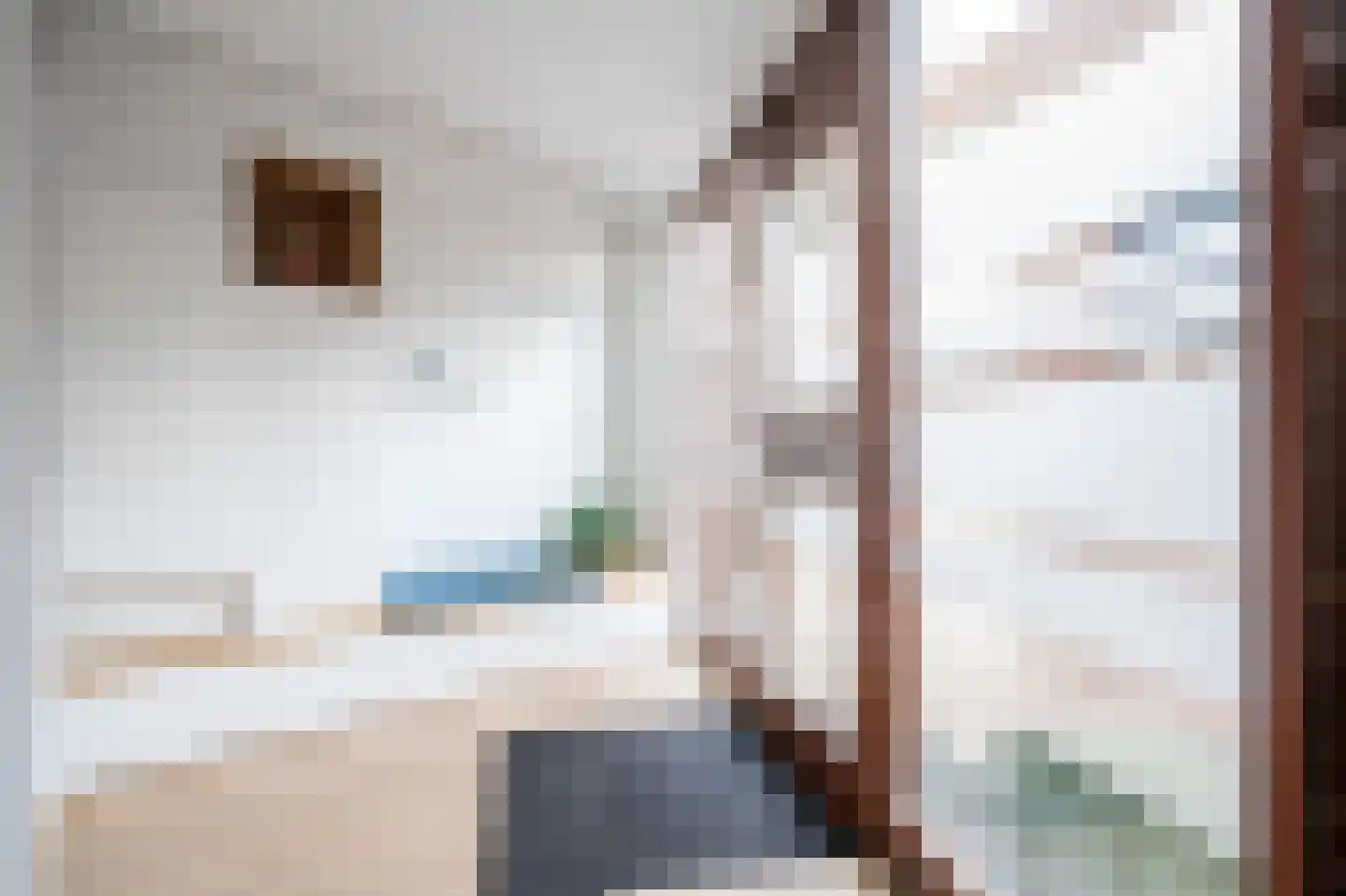Kokardebloem 25 Papendrecht thumbnail 5