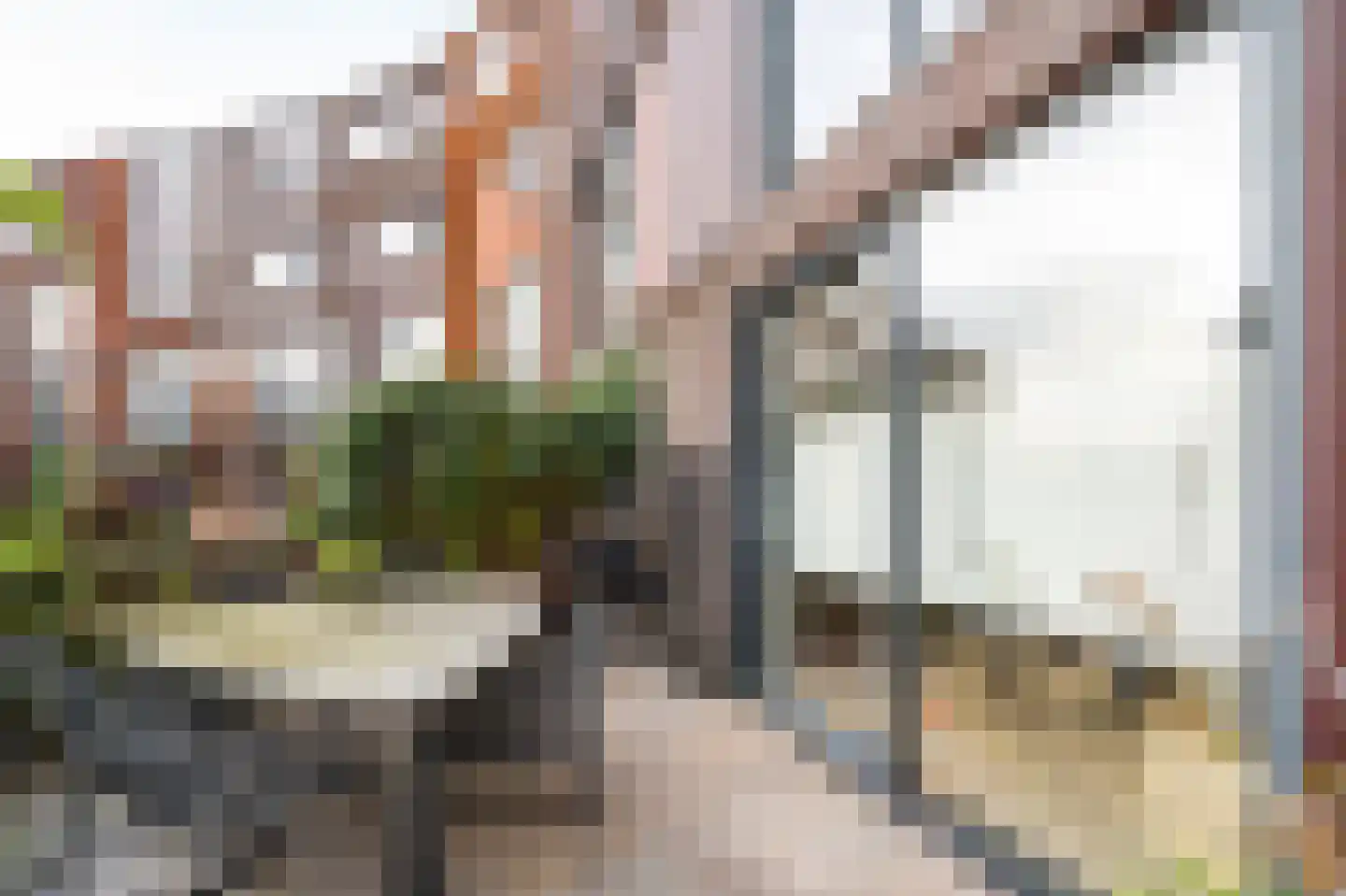 Kokardebloem 25 Papendrecht thumbnail 9