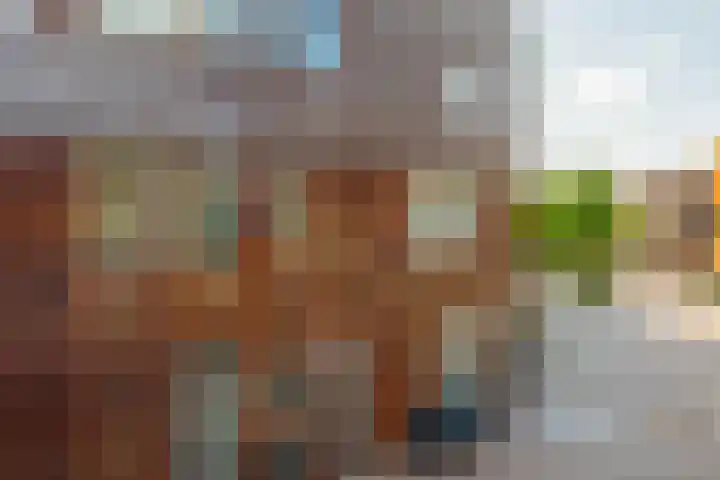 Kokardebloem 27 Papendrecht thumbnail 11