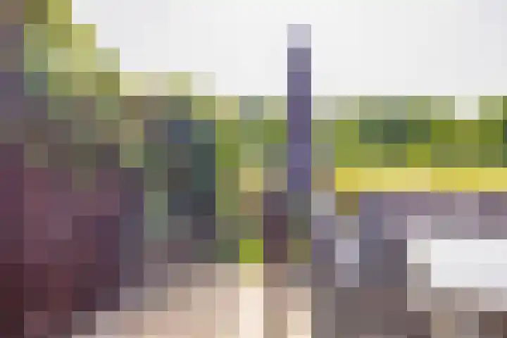 Kokardebloem 27 Papendrecht thumbnail 27