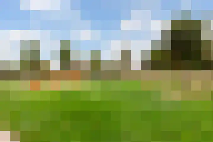 Kokardebloem 28 Papendrecht thumbnail 40