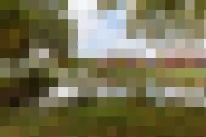 Kokardebloem 28 Papendrecht thumbnail 41