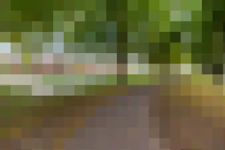 Kokardebloem 28 Papendrecht thumbnail 43