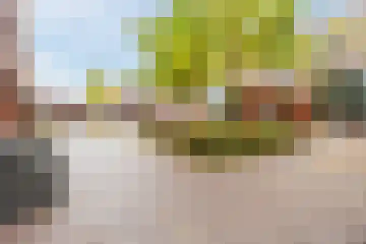 Kokardebloem 36 Papendrecht thumbnail 32