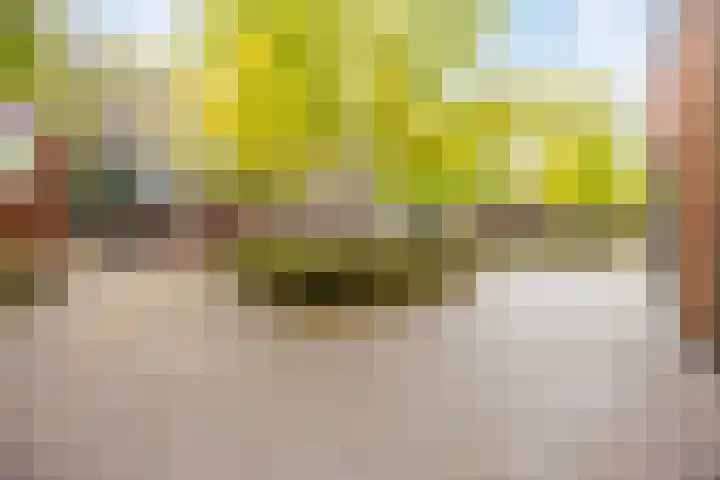 Kokardebloem 36 Papendrecht thumbnail 33