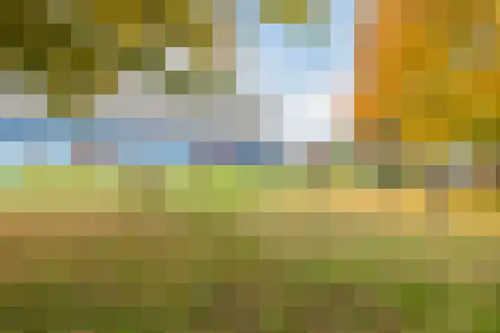 Kokardebloem 36 Papendrecht thumbnail 35
