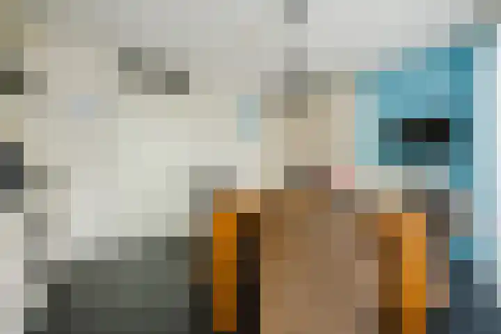 Kokardebloem 36 Papendrecht thumbnail 5