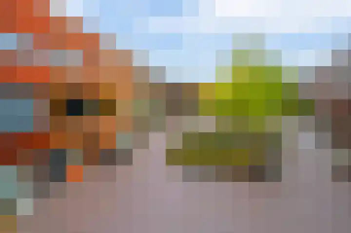 Kokardebloem 50 Papendrecht thumbnail 20
