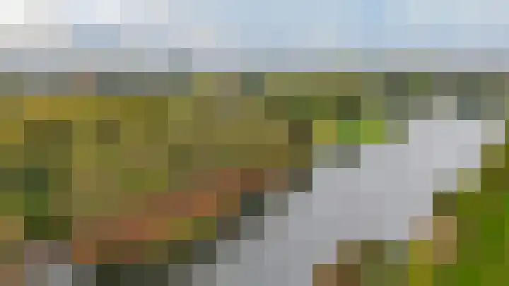 Kokardebloem 50 Papendrecht thumbnail 21