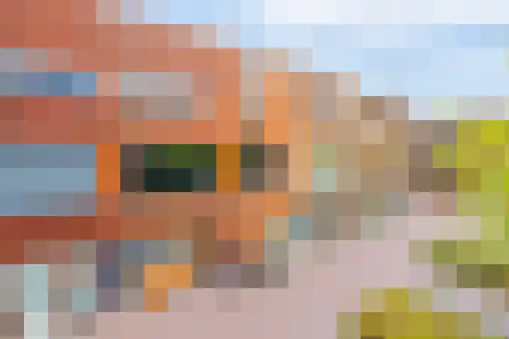 Kokardebloem 50 Papendrecht thumbnail 5